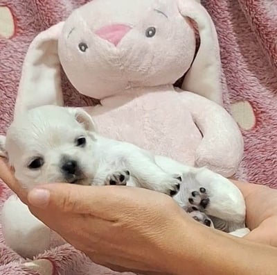 Filhote de chihuahua Fêmea pelo longo