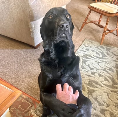 Black Lab in prayer position