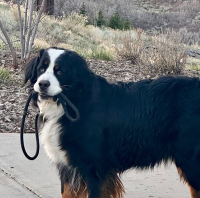 Bernese Moutain Dog carrying leash
