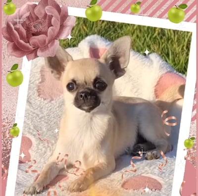Filhote de chihuahua Fêmea