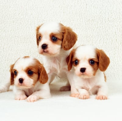 cavapoo puppies for sale chicago illinois