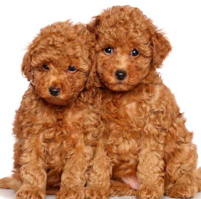 poodle puppies for sale chicago illinois