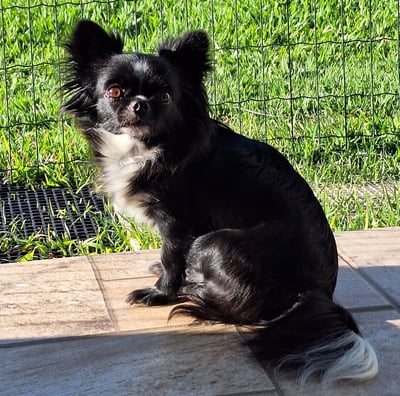 Criador chihuahuas