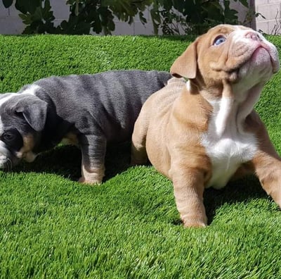 English Bulldog