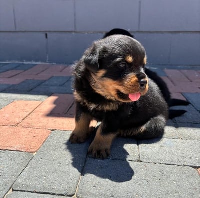Rottweiler