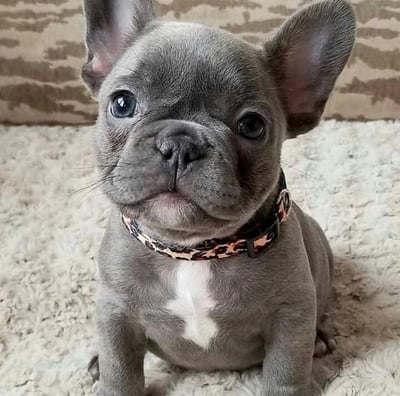 French bulldog