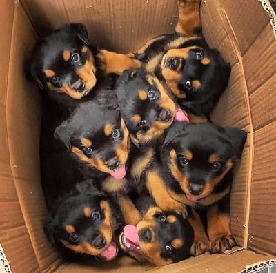 Rottweiler