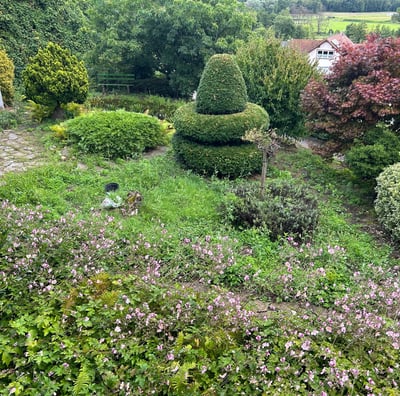 Überwucherter Garten. Zuviel Unkraut. Nicht schön und wirkt ungepflegt. Herbstanemone für Bienen