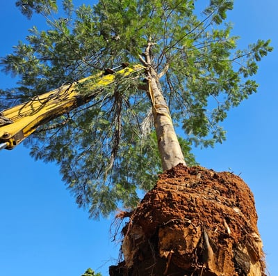 árvores adultas é na são paulo plantas