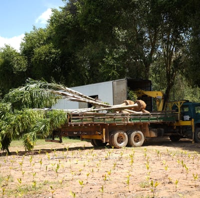 produção e carregamento próprio é na são paulo plantas