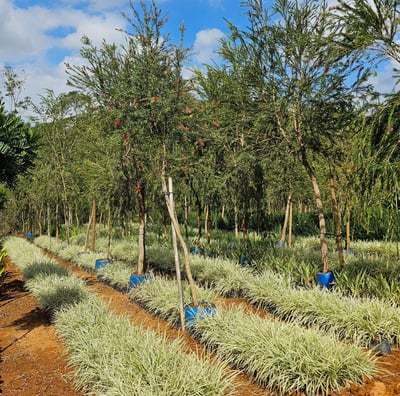 mudas ornamentais e árvores adultas é na são paulo plantas