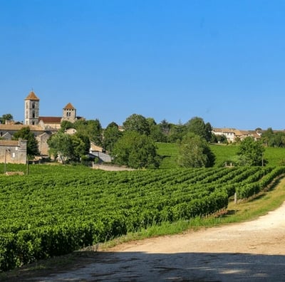 Vignoble