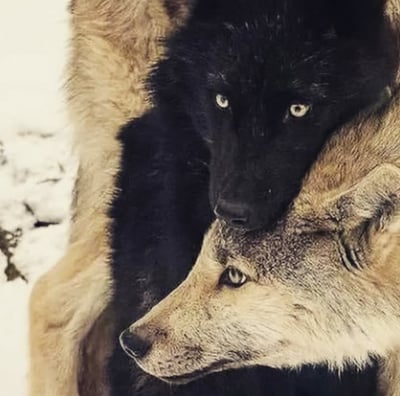 mensajes de animales fallecidos, comunicación interespecies, acompañamiento energético animal