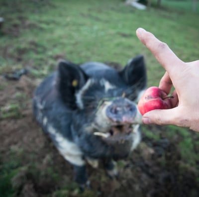Weide Schwein