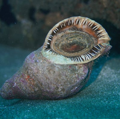 Charonia snail alive on sea bottom