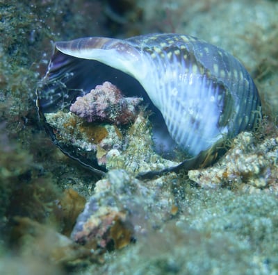 Nicobar triton snails hunting for Tun snail