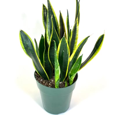 Black Gold Sansevieria