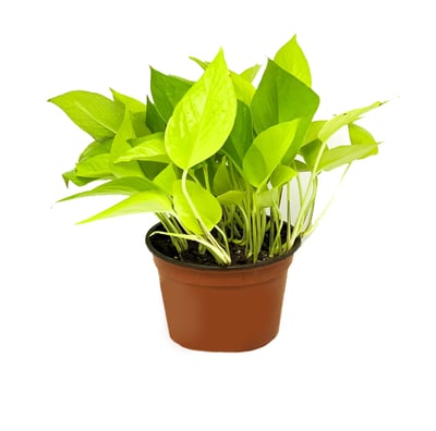 Neon Pothos