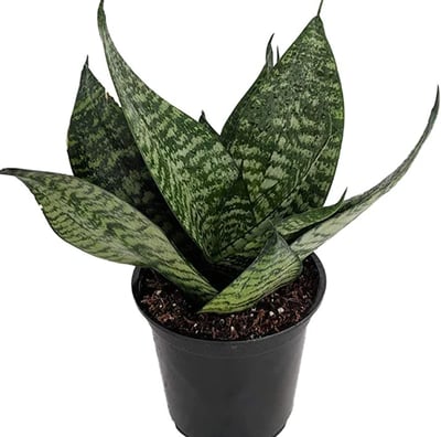 Robusta Sansevieria