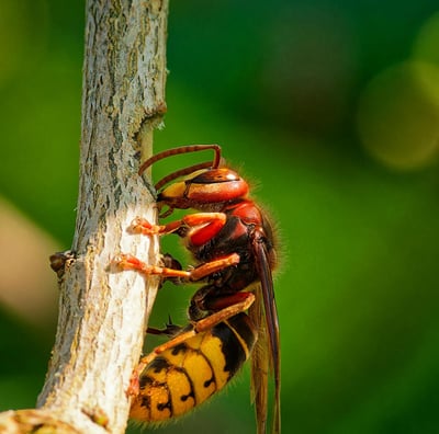 frelon asiatique en gros plan