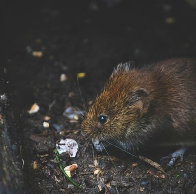 rat brun en gros plan