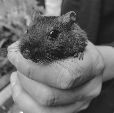 rat noir en gros plan dans une main