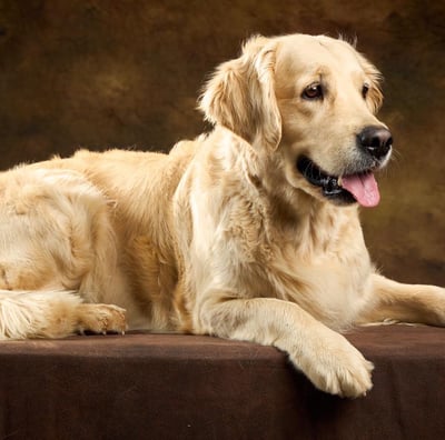élevage beau golden retriever