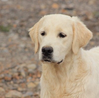 beau golden retriever