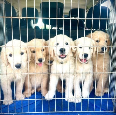 chiots golden retriever
