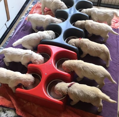 école du chiot golden retriever