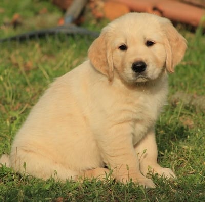 chiot golden retriever ales