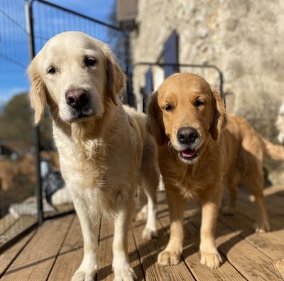 pension chiens ales