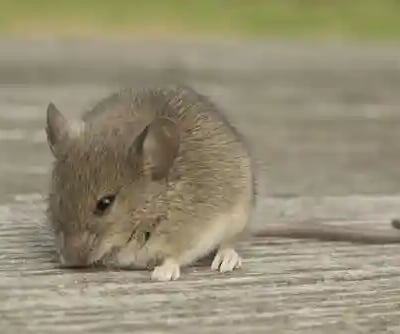 Rodent control Greenvale Pest Control