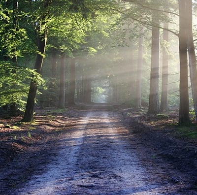 Sentier ensoleillé en forêt