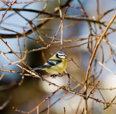 Une mésange bleue posée sur des branches
