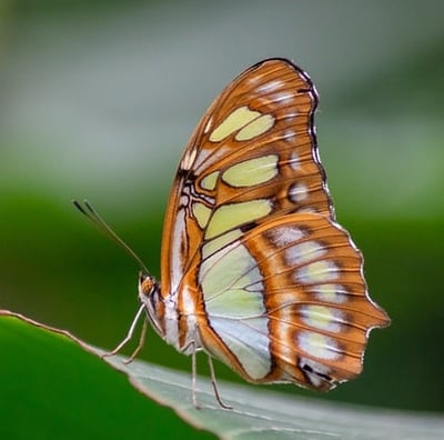 Un beau papillon colorée