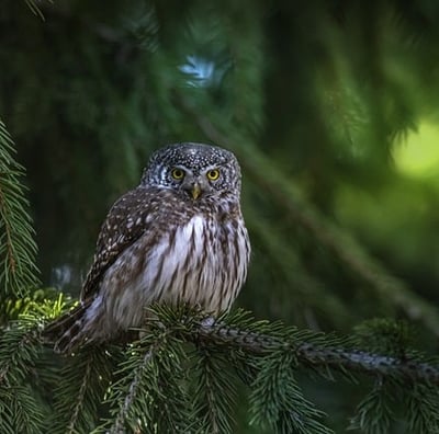 Chouette perchée sur un sapin
