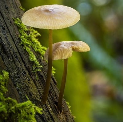 Deux beaux champignons sur un arbre