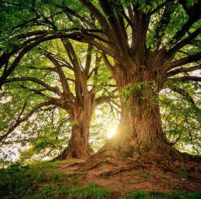 Deux beaux arbres ensoleillés