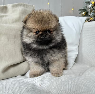 Dogs & Puppies for sale SA - South Africa