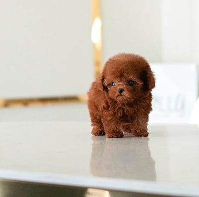 Dogs & Puppies for sale SA - South Africa