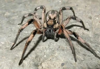 araignée araignée araignée araignée araignée araignée araignée araignée araignée araignée araignée
