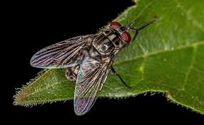 mouche mouche mouche mouche mouche mouche mouche mouche mouche mouche mouche mouche mouche mouche