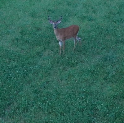 Three bucks in velvet standing in a green field, part of a group of deer in a peaceful outdoor setti