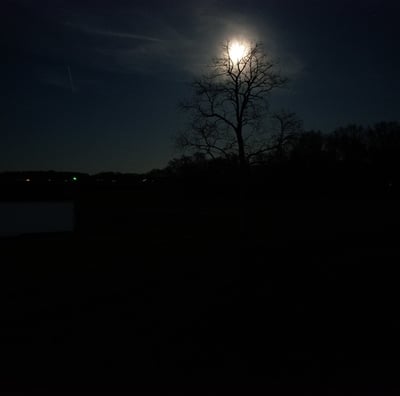 A full moon shaped like a heart nestled in the top of a tree, illuminated against the dark night sky