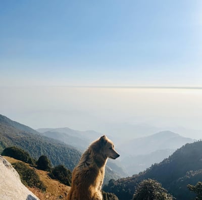 Triyund, Dharamshala, Himachal Pradesh, India