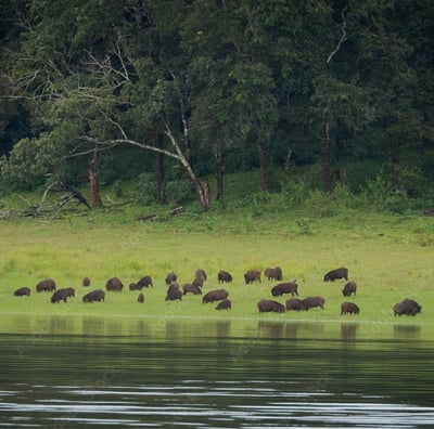 Elephant watching at Periyar Wildlife Sanctuary, Thekkady