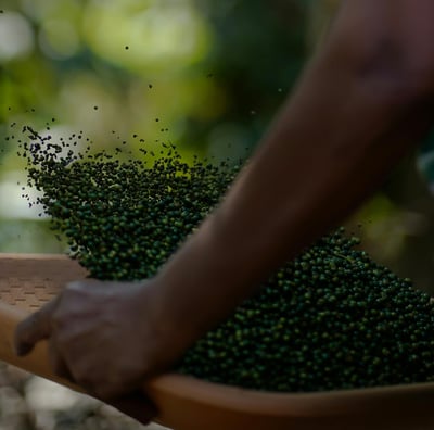 The Black Gold- Kerala Pepper