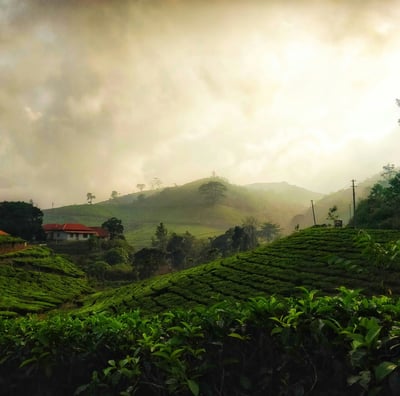 Lush tea plantations in Munnar, Kerala