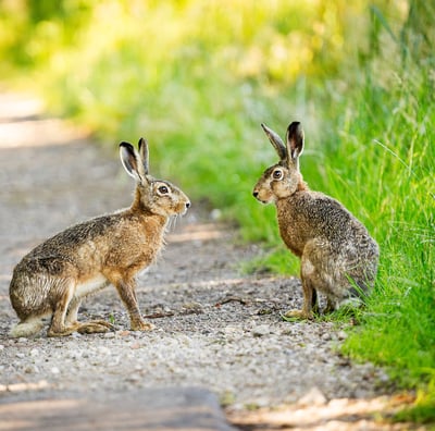 Zwei Feldhasen auf einem Weg. Foto: Philipp Geisler